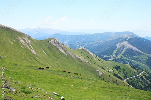 Herd of horses grazing on the green slopes of the Pyrenees mountains in summer day