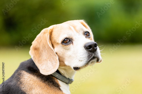 sweet tricolor  beagle dog playing