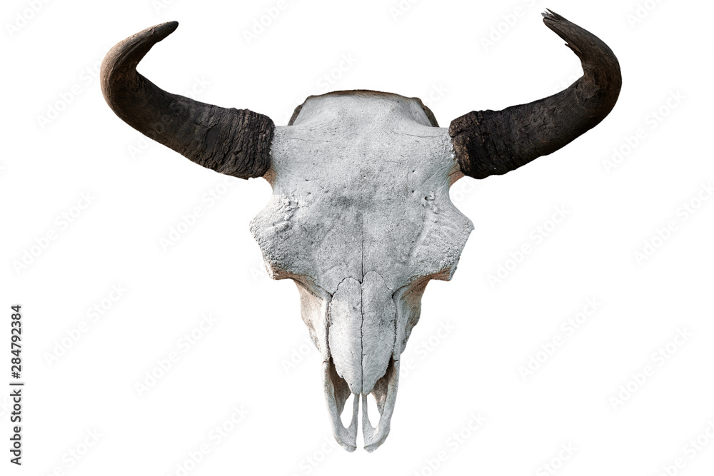 Fototapeta premium Close-up of a white cow skull with horns on a white isolated background, pitchfork on top