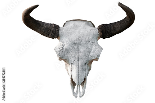 Close-up of a white cow skull with horns on a white isolated background, pitchfork on top