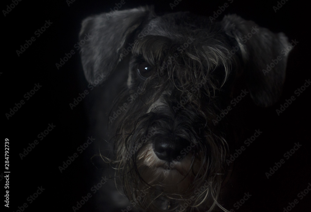 schnauzer dog on black background