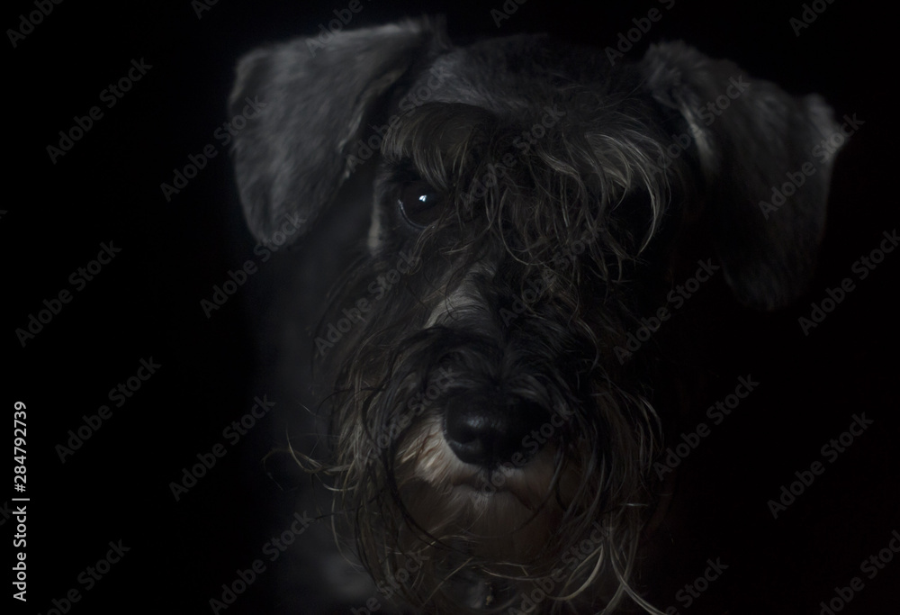 schnauzer dog on black background schnauzer dog on black background