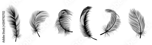 Black fluffy feather. Hand drawing vintage art realistic quill feathers for pen detailed isolated vector set