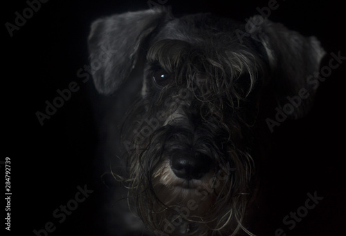 schnauzer dog on black background