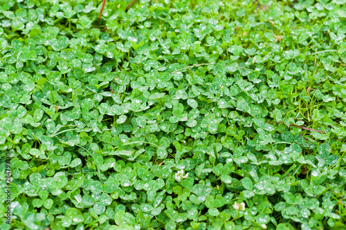 Background from plant clover four leaf. Irish traditional symbol. St.Patrick Day.