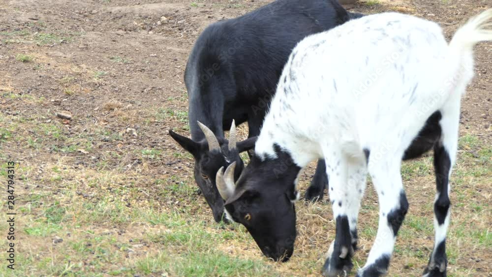 Two black and white dwarf goats grazing dry grass, France. Two black and white dwarf goats grazing dry grass, France.