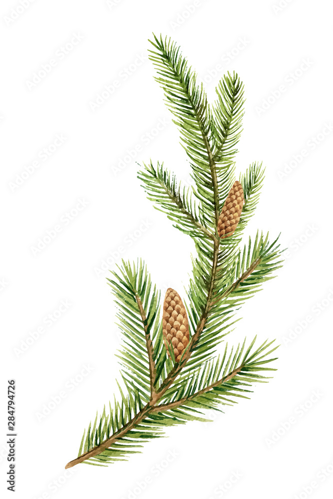 Fototapeta premium Watercolor vector green spruce branch with cones, Christmas tree.