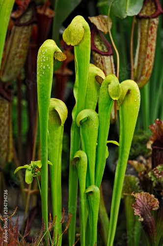 Close up of the carnivorus plant Sarracenia minor photo