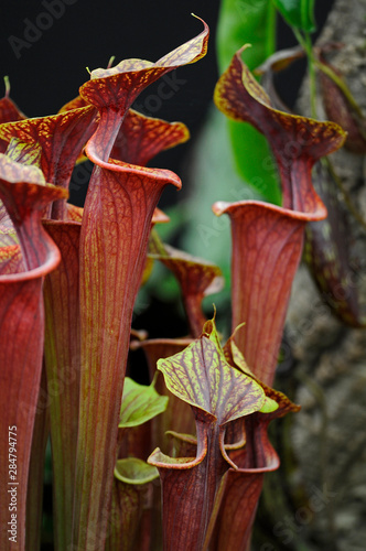 Close up of the carnivorus plant Sarracenia flava 'Red Tube' photo