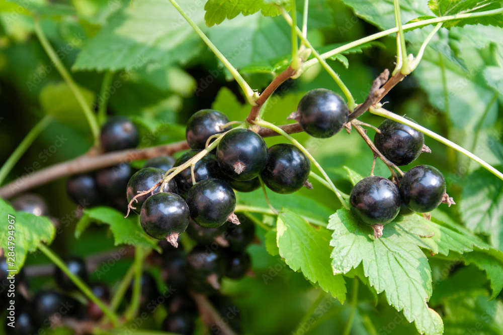 A bouquet of blackcurrant berries on a branch with leaves close-up. A bouquet of blackcurrant berries on a branch with leaves close-up.