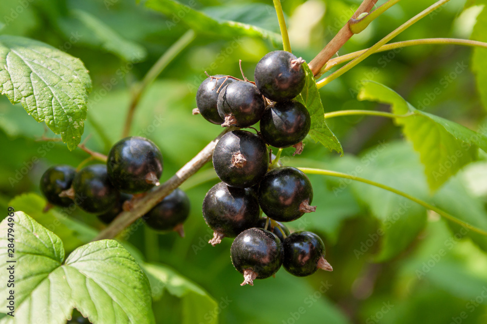 A bouquet of blackcurrant berries on a branch with leaves close-up. A bouquet of blackcurrant berries on a branch with leaves close-up.