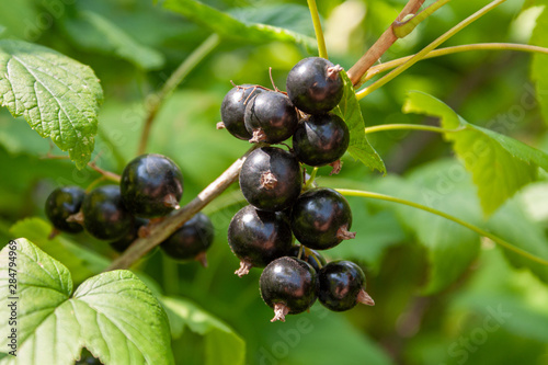 A bouquet of blackcurrant berries on a branch with leaves close-up.