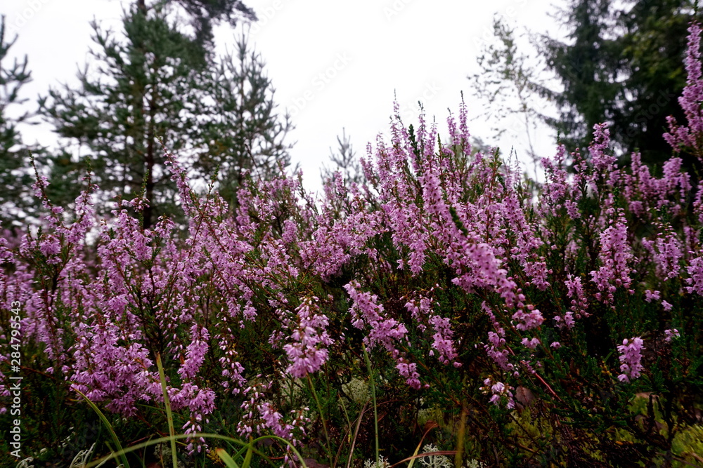Obraz premium Beautiful purple Heather Calluna vulgaris bush growing in the autumn forest