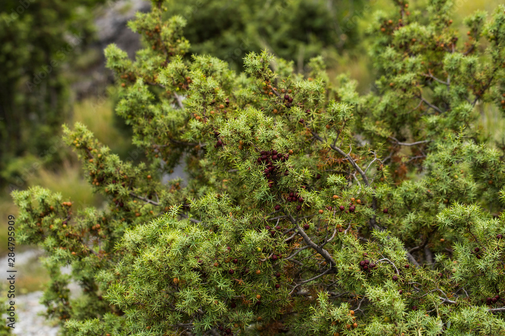 Juniperus communis, the common juniper, is a speciesconifer in the genus Juniperus, in the family Cupressaceae. Juniperus communis, the common juniper, is a speciesconifer in the genus Juniperus, in the family Cupressaceae.