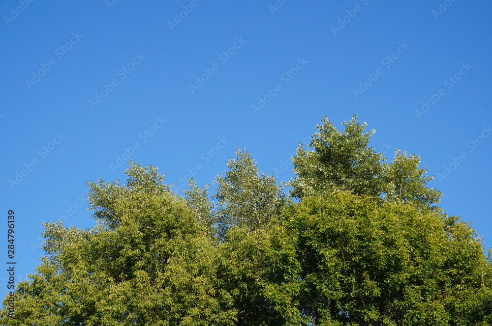 green trees and blue sky, space for text green trees and blue sky, space for text