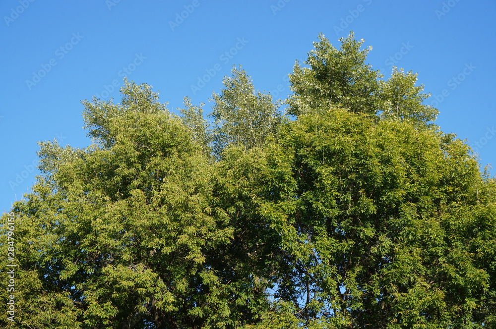 green trees and blue sky green trees and blue sky