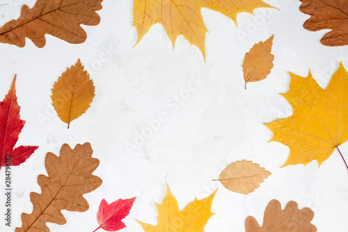 Frame from autumn leaves on white concrete background. Card  invitation concept. Top view  flat lay  copy space  mock up  layout design