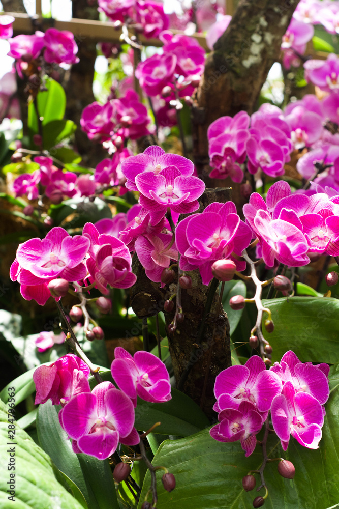 Fototapeta premium Pink Orchids backdrop