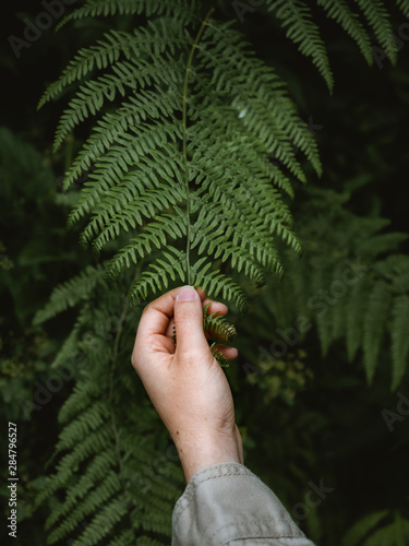 Woman hand holding a fern branch
