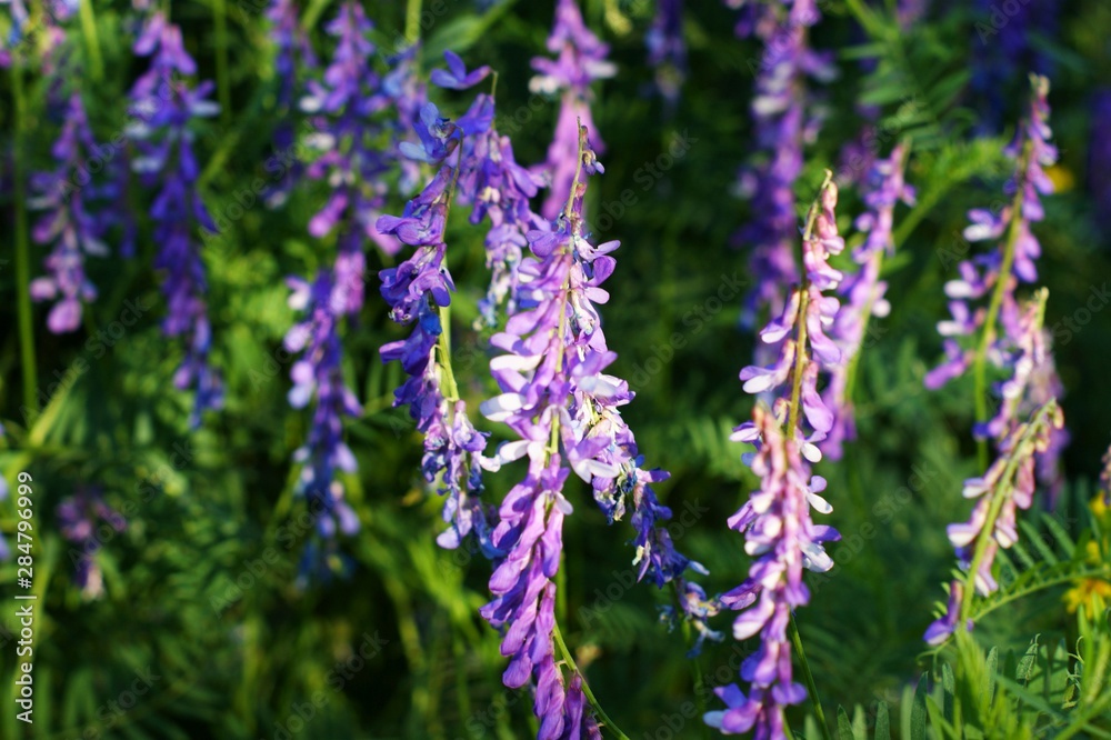 A small purple wildflower or weed found A small purple wildflower or weed found