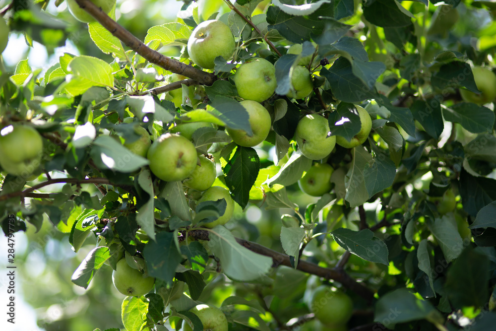 Close-up of green apples on a tree. Green apples on a branch on a Sunny summer day.
