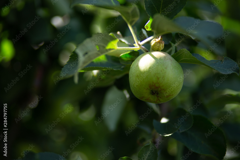 Close-up of green apples on a tree. Green apples on a branch on a Sunny summer day.