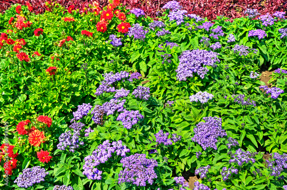 Beautiful view with blooming flowers in the botanical garden