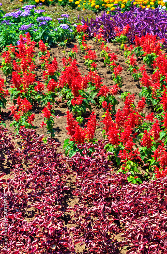 Beautiful view with blooming flowers in the botanical garden Beautiful view with blooming flowers in the botanical garden