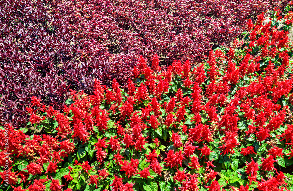 Beautiful view with blooming flowers in the botanical garden Beautiful view with blooming flowers in the botanical garden