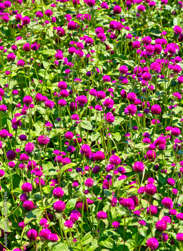 Beautiful view with blooming flowers in the botanical garden Beautiful view with blooming flowers in the botanical garden