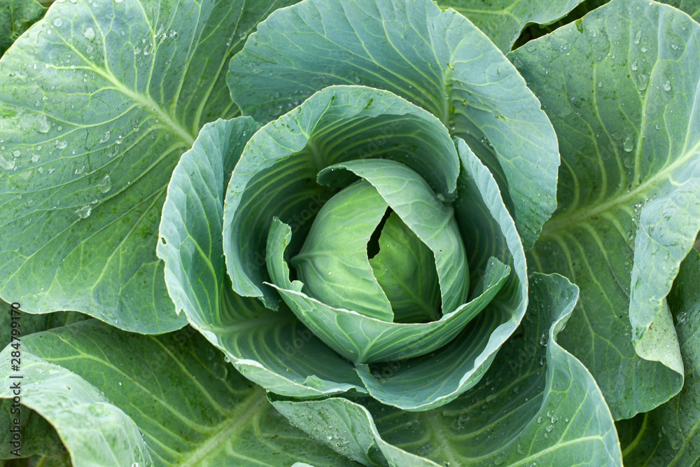 Green cabbage with open leaves in the garden, top view. Green cabbage with open leaves in the garden, top view.