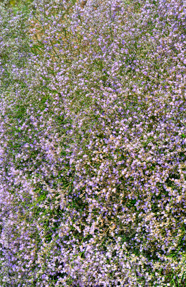 Beautiful view with blooming flowers in the botanical garden Beautiful view with blooming flowers in the botanical garden