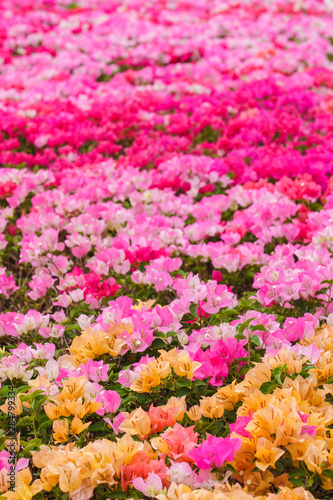 Beautiful picture of many colorful pink Fuengfah flowers texture background. © picment