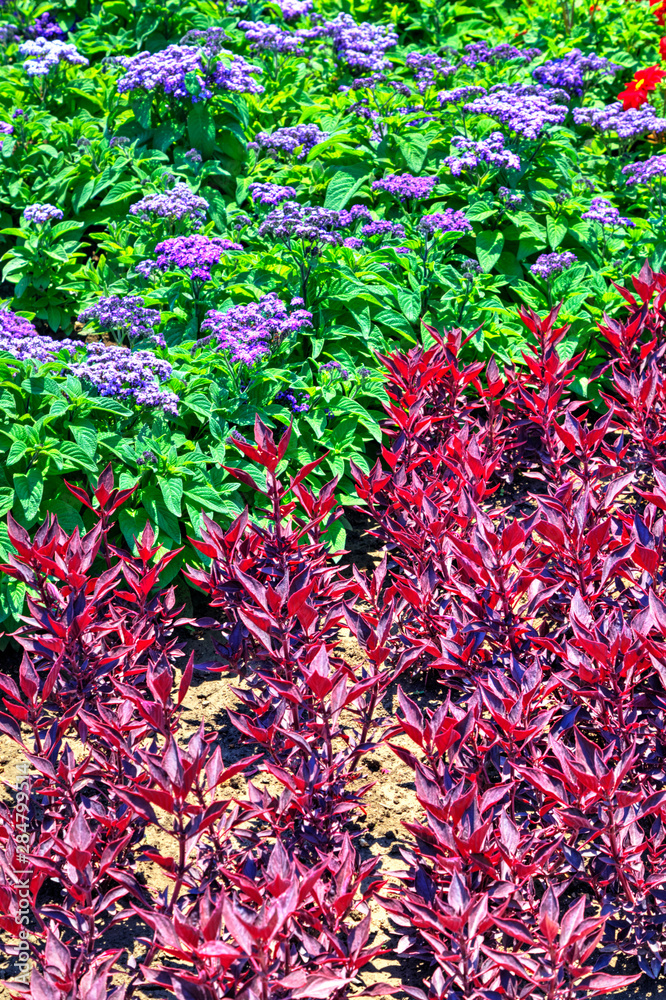 Beautiful view with blooming flowers in the botanical garden Beautiful view with blooming flowers in the botanical garden