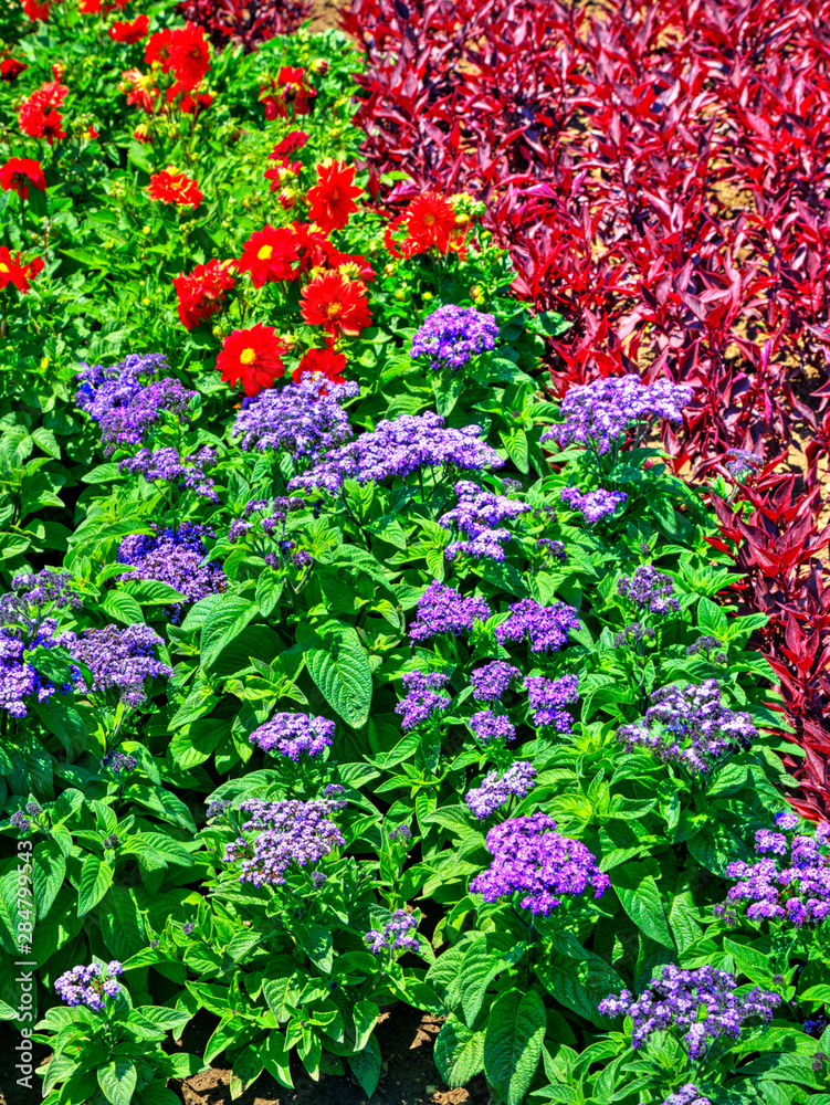 Beautiful view with blooming flowers in the botanical garden Beautiful view with blooming flowers in the botanical garden