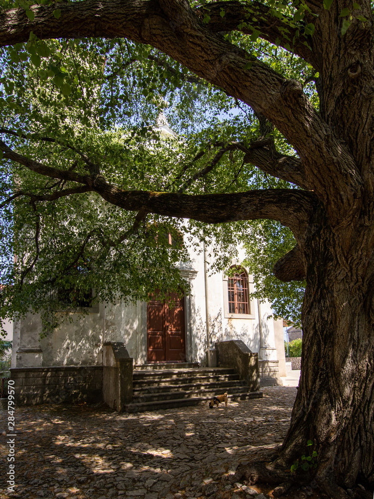 Shade under the tree in the medieval town Beli on island Cres, Croatia Shade under the tree in the medieval town Beli on island Cres, Croatia