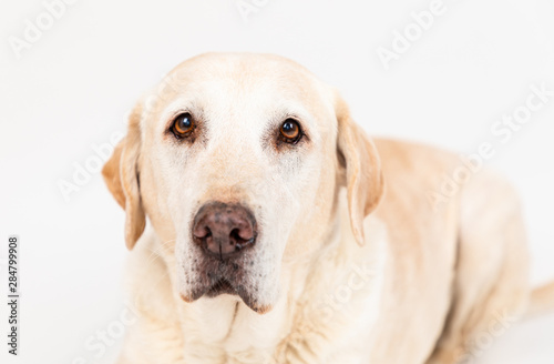 labrador dog in a studio with white background