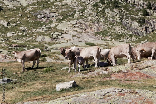 Cows at the pasture in the Pyrenees