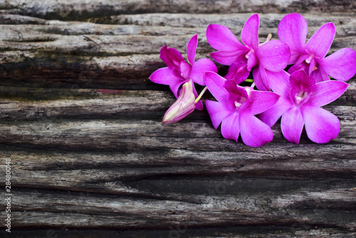Pink orchid on wooden background