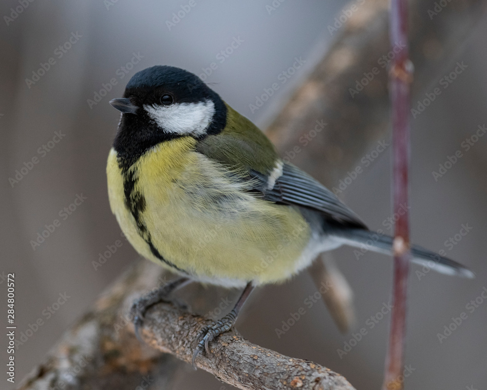Great Tit, Parus major in the natural environment in the winter. Novosibirsk region, Russia. Great Tit, Parus major in the natural environment in the winter. Novosibirsk region, Russia.