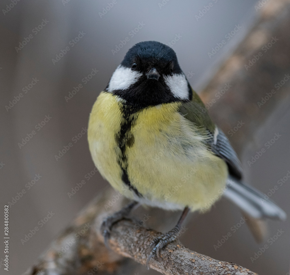 Naklejka premium Great Tit, Parus major in the natural environment in the winter. Novosibirsk region, Russia.