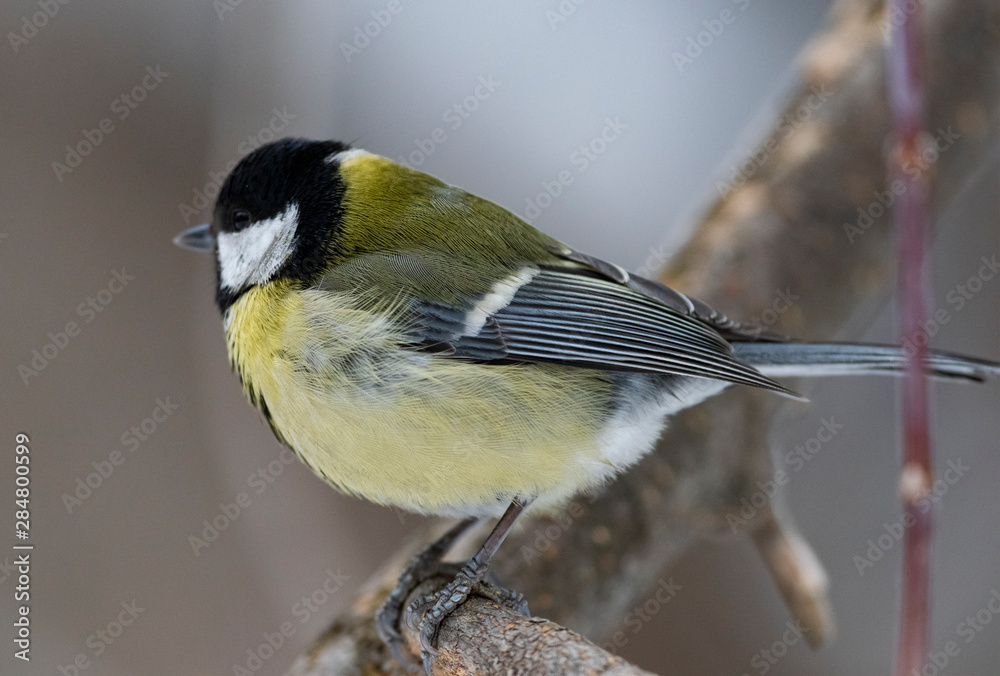 Obraz premium Great Tit, Parus major in the natural environment in the winter. Novosibirsk region, Russia.