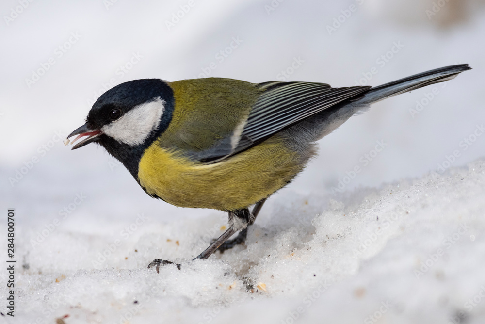 Great Tit, Parus major in the natural environment in the winter. Novosibirsk region, Russia. Great Tit, Parus major in the natural environment in the winter. Novosibirsk region, Russia.