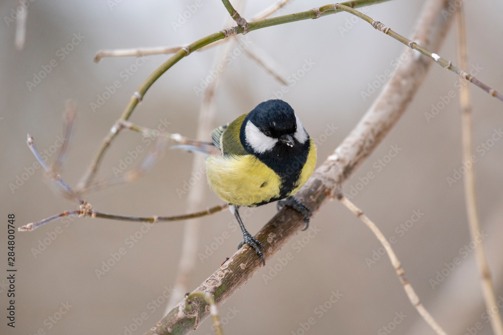 Great Tit, Parus major in the natural environment in the winter. Novosibirsk region, Russia. Great Tit, Parus major in the natural environment in the winter. Novosibirsk region, Russia.