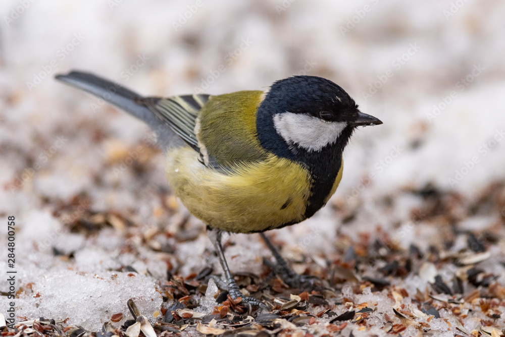 Great Tit, Parus major in the natural environment in the winter. Novosibirsk region, Russia. Great Tit, Parus major in the natural environment in the winter. Novosibirsk region, Russia.
