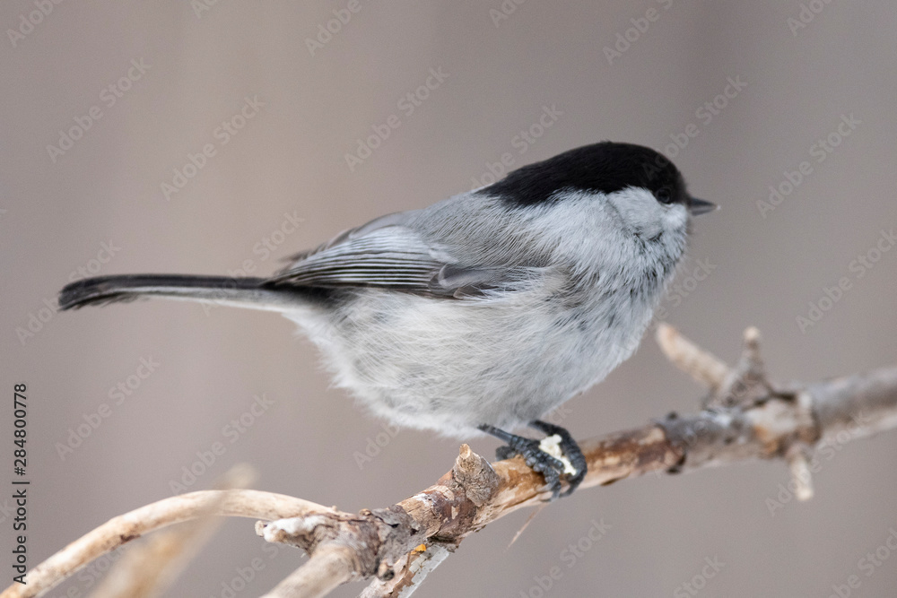 Willow Tit, Black-capped Chickadee, Parus montanus in the natural environment in the winter. Novosibirsk region, Russia. Willow Tit, Black-capped Chickadee, Parus montanus in the natural environment in the winter. Novosibirsk region, Russia.