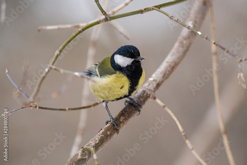 Great Tit, Parus major in the natural environment in the winter. Novosibirsk region, Russia. © faustasyan