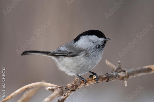 Willow Tit, Black-capped Chickadee, Parus montanus in the natural environment in the winter. Novosibirsk region, Russia.