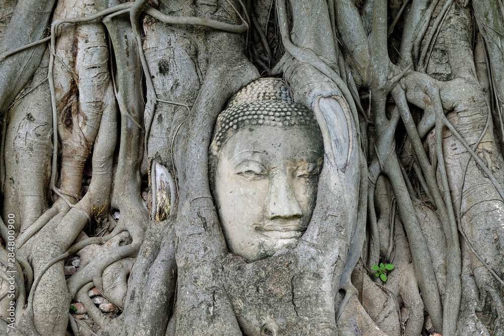 Tête de bouddha en pierre dans les racines de Banyan Tête de bouddha en pierre dans les racines de Banyan