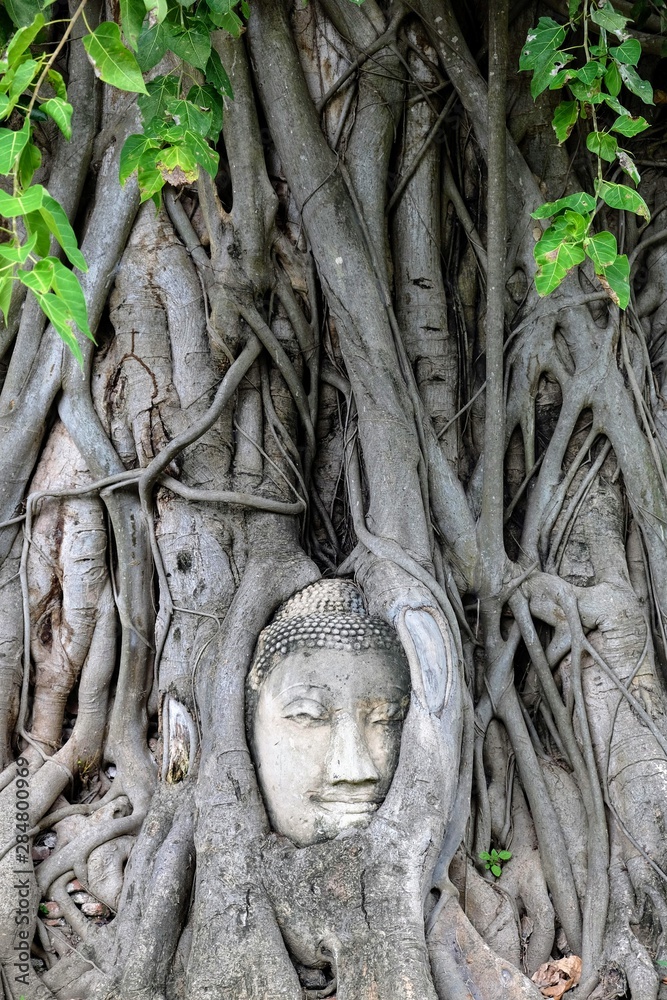 Tête de bouddha dans les racines de Banyan 2